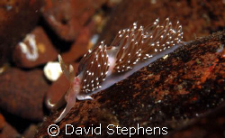 Nudibranch from St Abbs, Scotland. Taken with Nikon D100 ... by David Stephens 